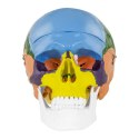 Model anatomiczny czaszki człowieka kolorowa w skali 1:1 + Zęby 3 szt.