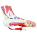 Model anatomiczny 3D stopy człowieka skala 1:1