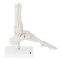 Model anatomiczny stawu skokowego w skali 1:1