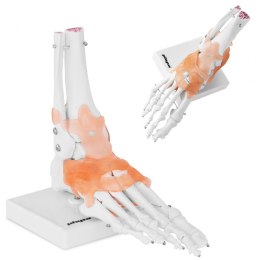 Model anatomiczny stawu skokowego z więzadłami w skali 1:1