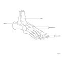 Model anatomiczny stawu skokowego z więzadłami w skali 1:1