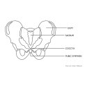 Model anatomiczny miednicy człowieka kobiety w skali 1:1