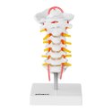 Model anatomiczny odcinka szyjnego kręgosłupa człowieka w skali 1:1