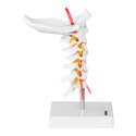 Model anatomiczny odcinka szyjnego kręgosłupa człowieka w skali 1:1