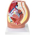 Model anatomiczny miednicy żeńskiej 3D w skali 1:1