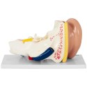 Model anatomiczny 3D ludzkiego ucha