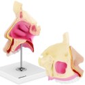 Model anatomiczny 3D jamy nosowej człowieka skala 1:1