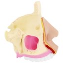 Model anatomiczny 3D jamy nosowej człowieka skala 1:1