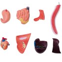 Model anatomiczny 3D kota z wyjmowanymi organami