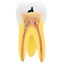 Model anatomiczny 3D zęba trzonowego