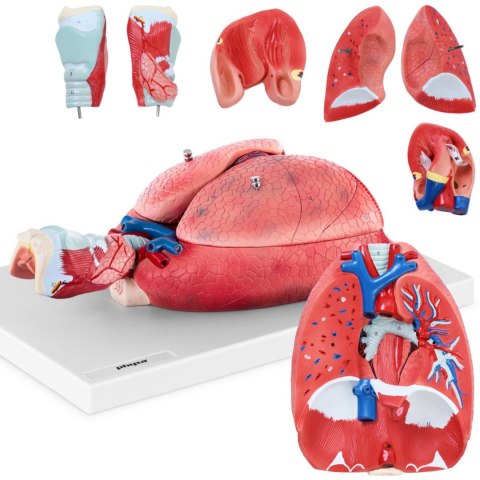 Model anatomiczny układu oddechowego krtani tchawicy serca płuc 7 elementów skala 1:1